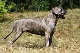 CANE CORSO 927